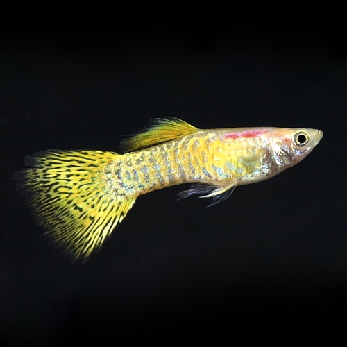 Guppy male gold cobra